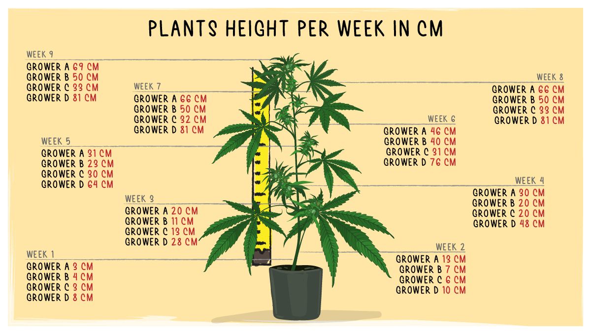 Strawberry Pie Auto Plants Seed Week-by-Week Guide: Plant height at different stages