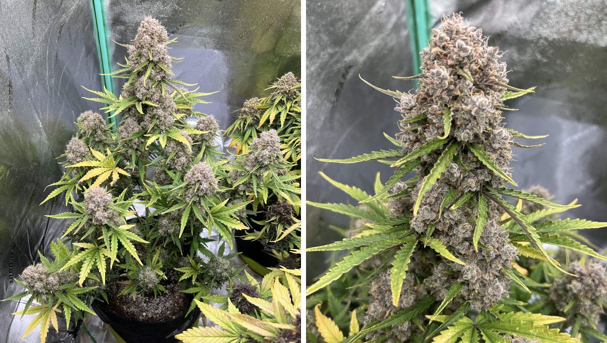 Stardawg Auto cannabis strain: ripening and harvest | weeks 10-12