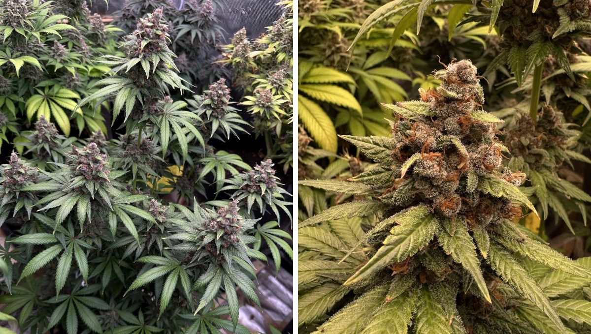Purple Lemonade FF कैनाबिस स्ट्रेन: पकना और हार्वेस्ट | हफ्ता 12 | पकती हुई बैंगनी कलियों वाला पौधा