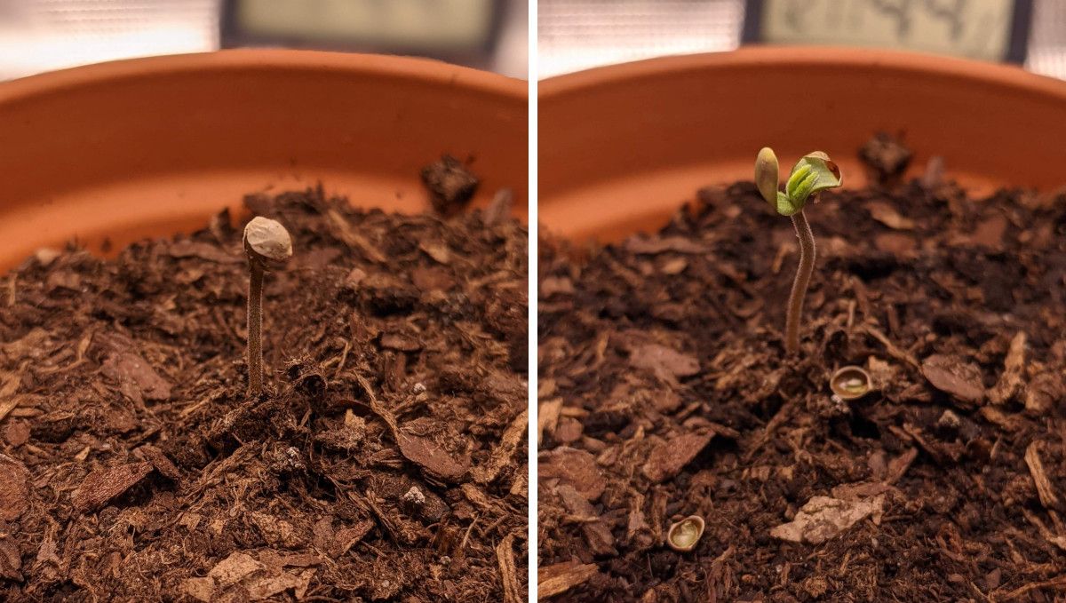 Critical Kush Auto cannabis strain: germination and seedling stage | week 1 | a cannabis sprout with the seed hull stuck and then removed