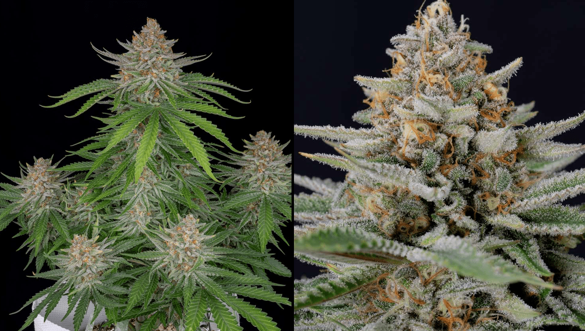 The top 5 best autoflower strains for insomnia: strawberry pie auto