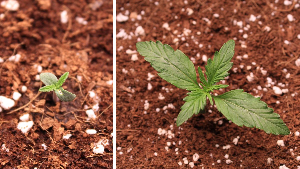 Skywalker OG Auto cannabis strain: germination and seedling stage | week 1 | the progress of a weed sprout through the first 7 days