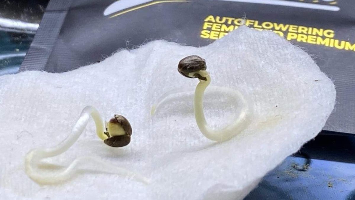 Mimosa Cake Auto cannabis strain: germination and seedling stage | week 1 | two seeds with long, wavy taproots on a wet paper towel