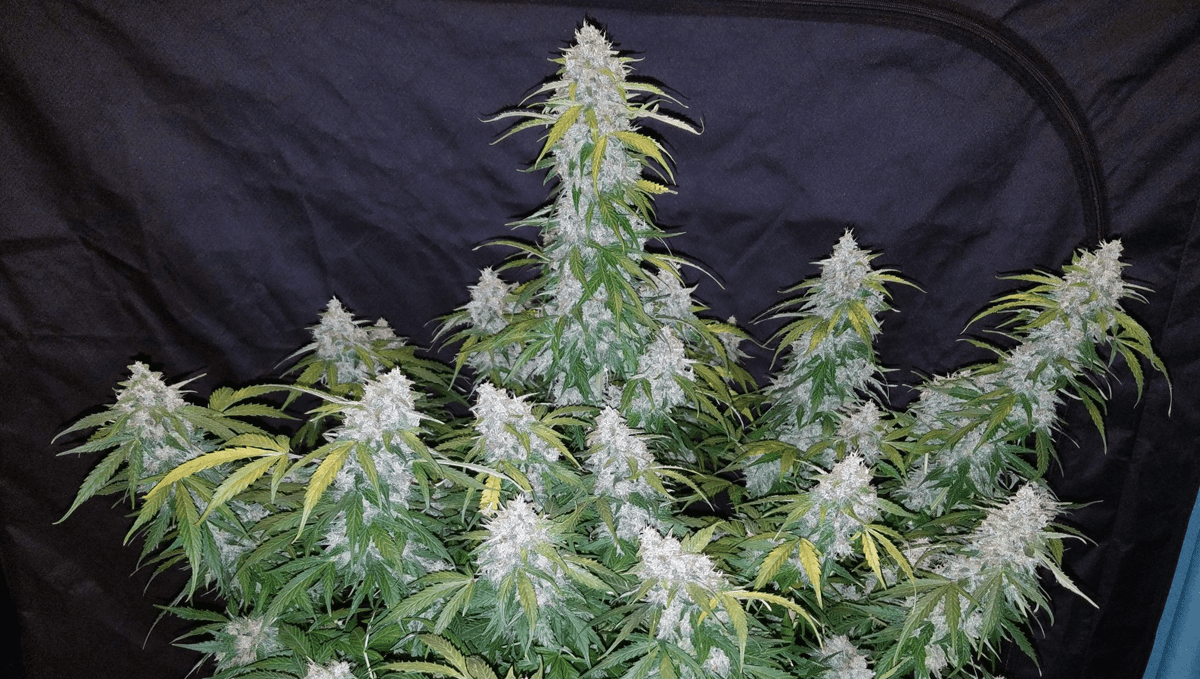 Top 5 best outdoor autoflower strains: six shooter auto