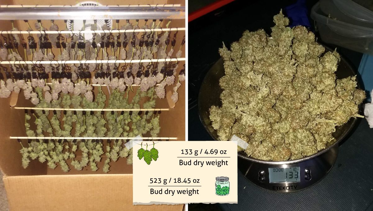 Pineapple Chunk 대마 품종 주차별 가이드: 건조 중인 가지들과 저울 위 건조 버드 더미