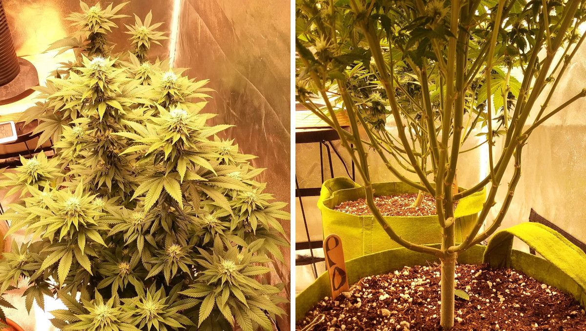 Pineapple Chunk 대마 품종 주차별 가이드: 실내 초반 개화기의 상단 및 하단 잎/꽃 제거 모습