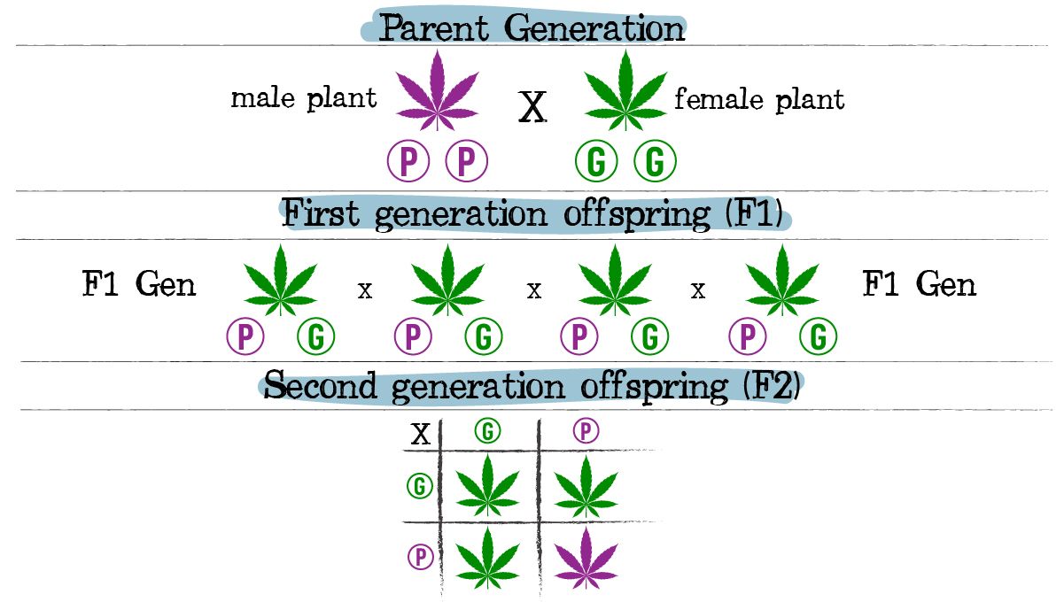 Plants breeding: complete dominance
