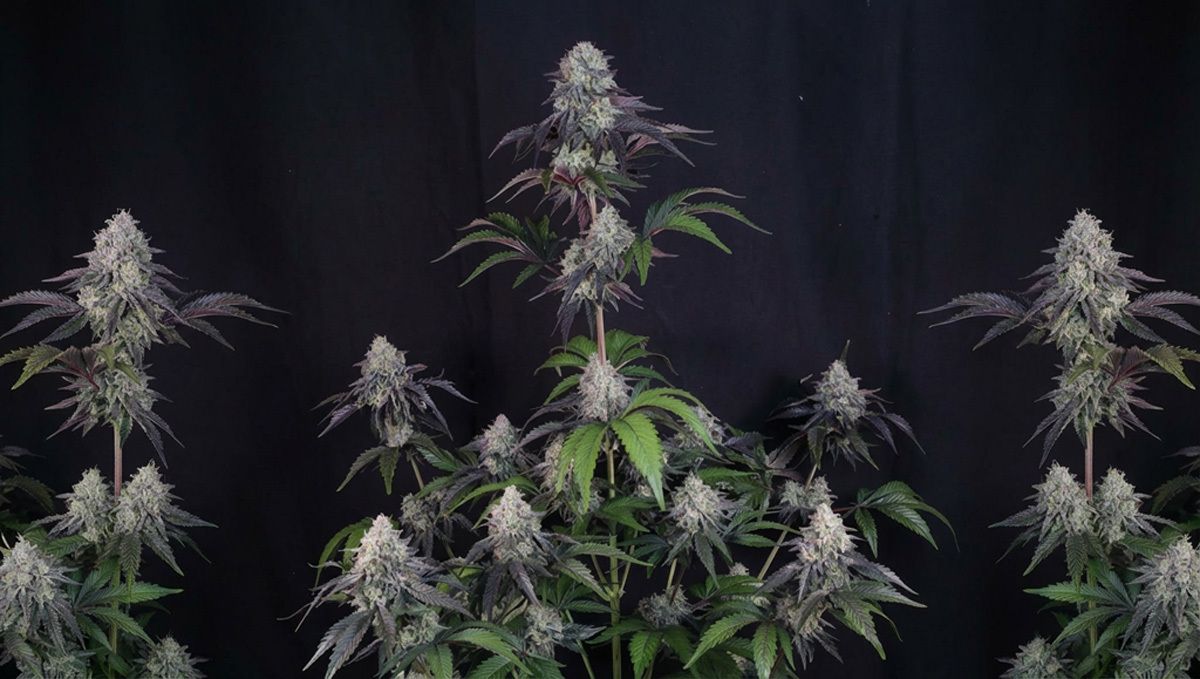 Sundae Frost