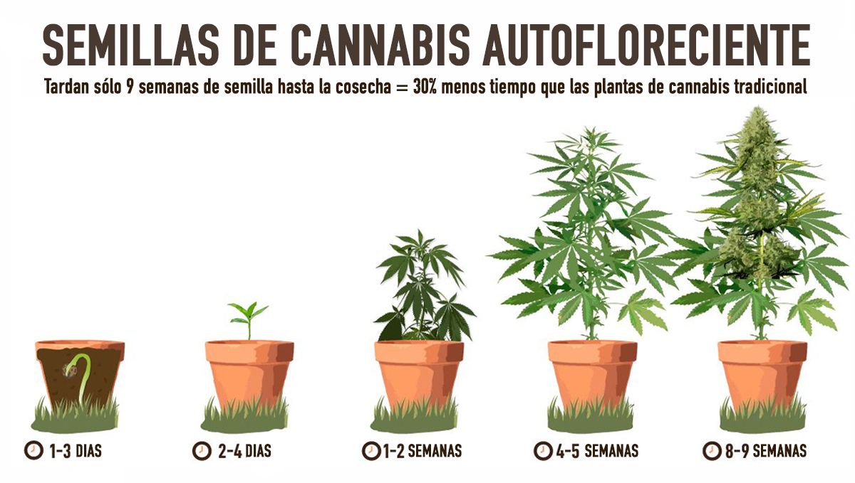 &iquest;Valen la pena las autoflorecientes? Crecimiento r&aacute;pido