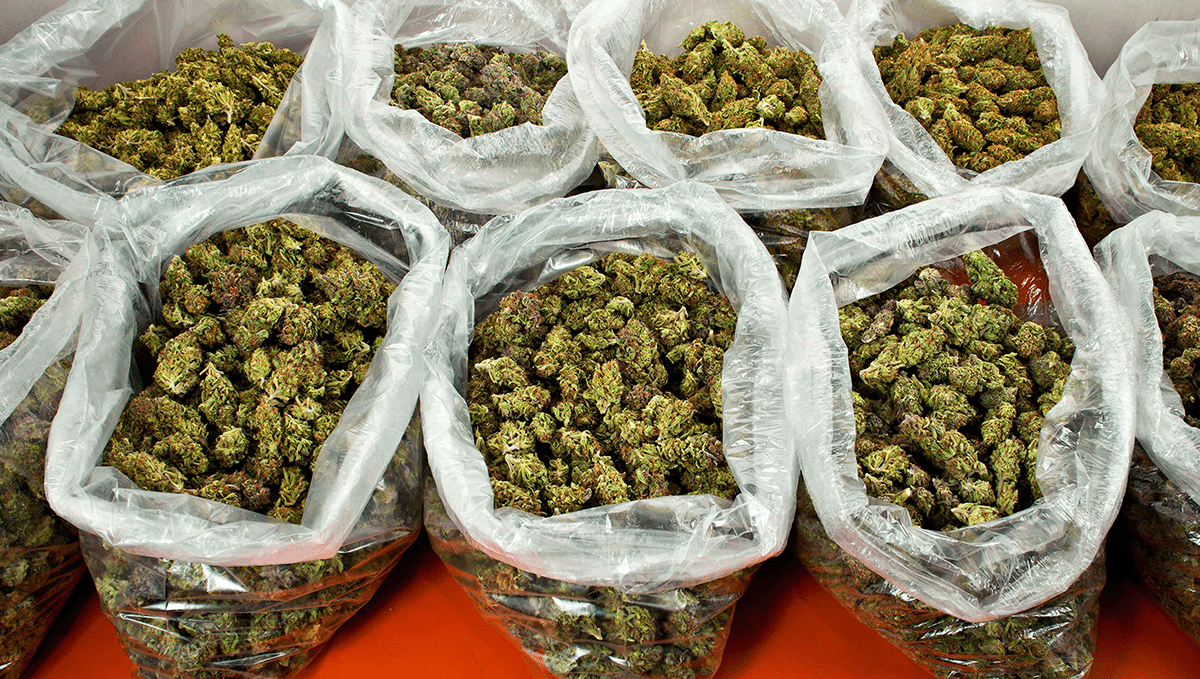Plants in north korea: possession