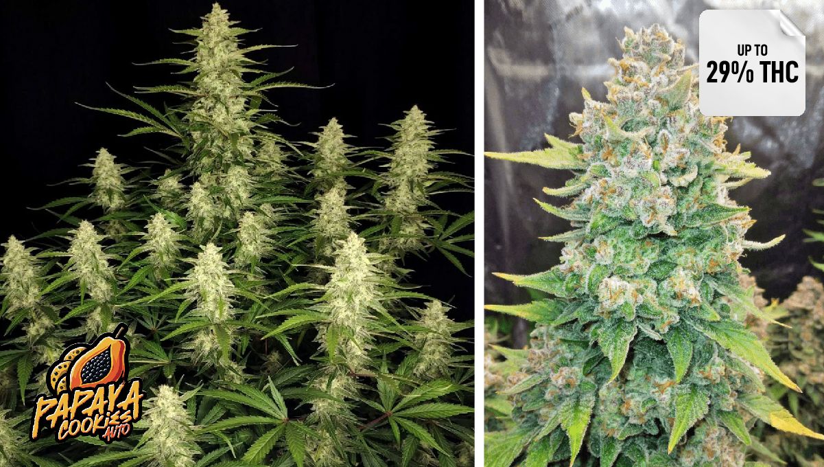 Papaya Cookies Auto&trade;