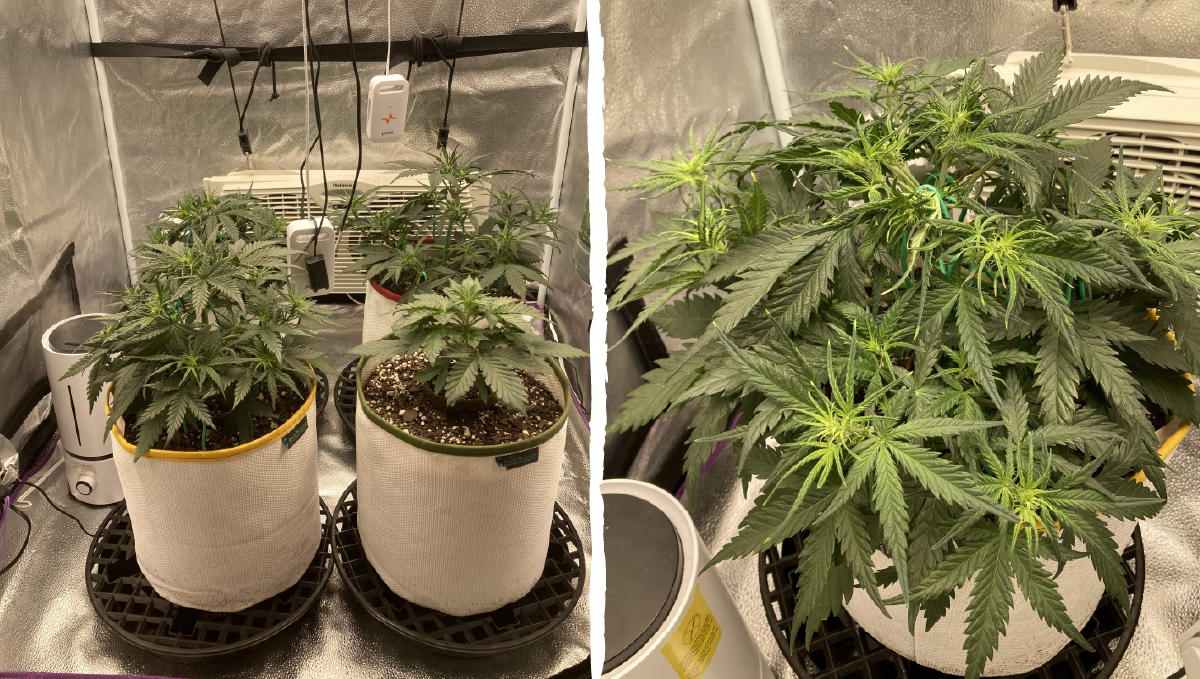 Trainwreck auto week-by-week: vegetative stage week 3