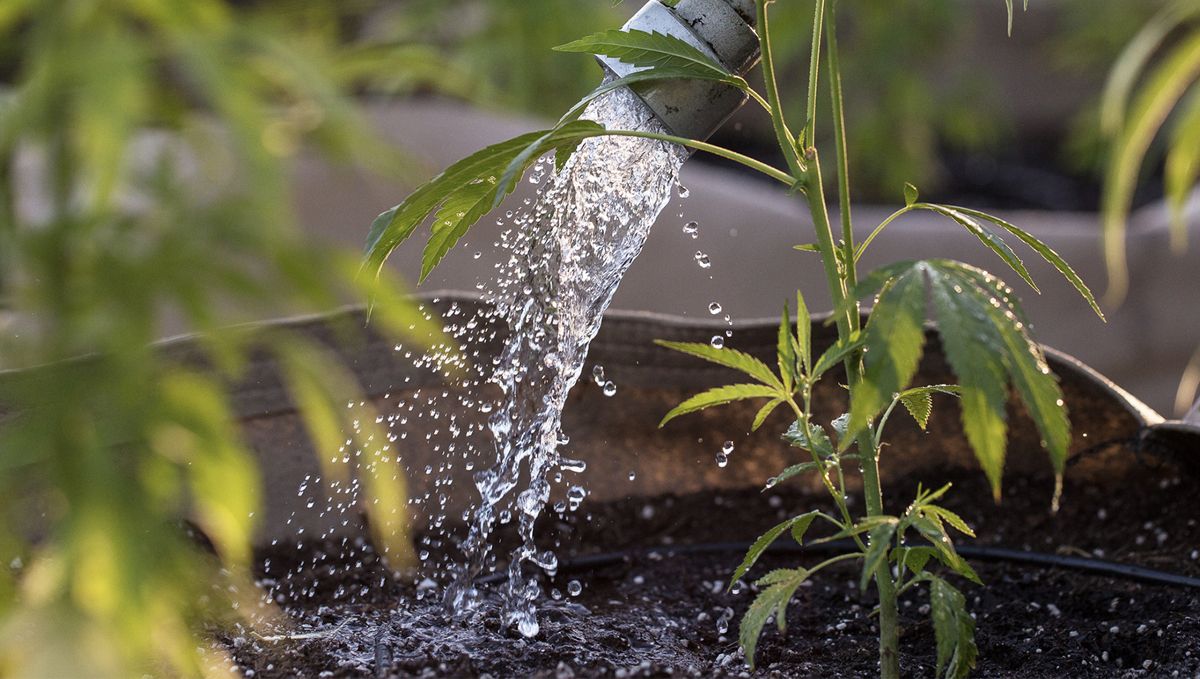 The ultimate guide to watering your plants plants: Signs of over and underwatering