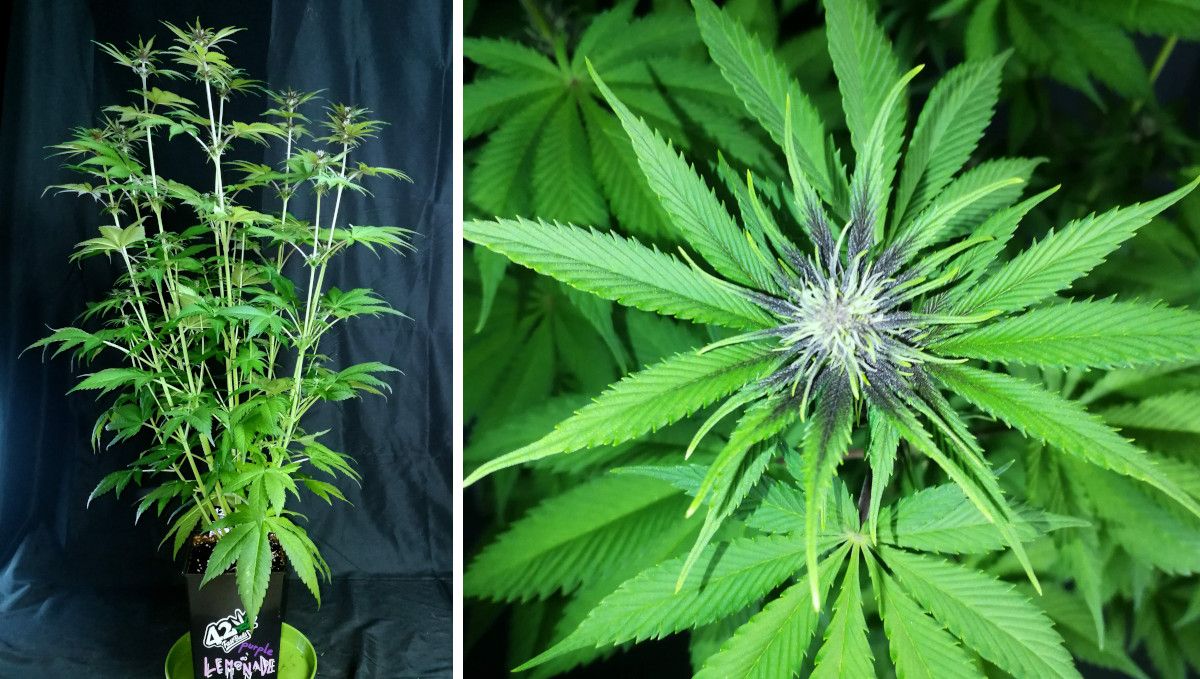 Purple Lemonade FF कैनाबिस स्ट्रेन: अर्ली फ्लावर | हफ्ता 8-9 | लंबा पौधा और फूलों की शुरुआत
