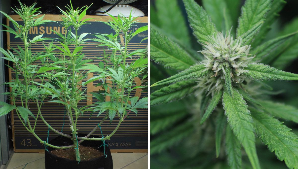 Tropicana Cookies Auto 대마 스트레인: 초기 개화 | 6~7주차 | 하얀털이 보이는 식물