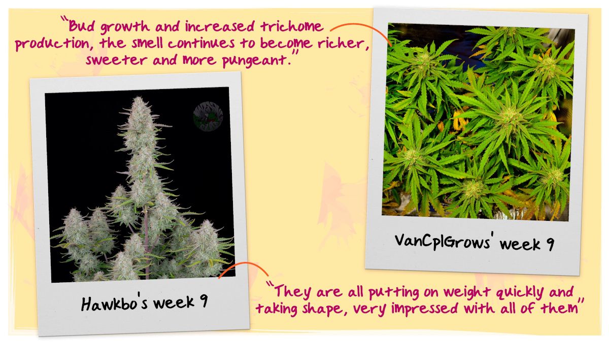 Week 9 Flowering Tops