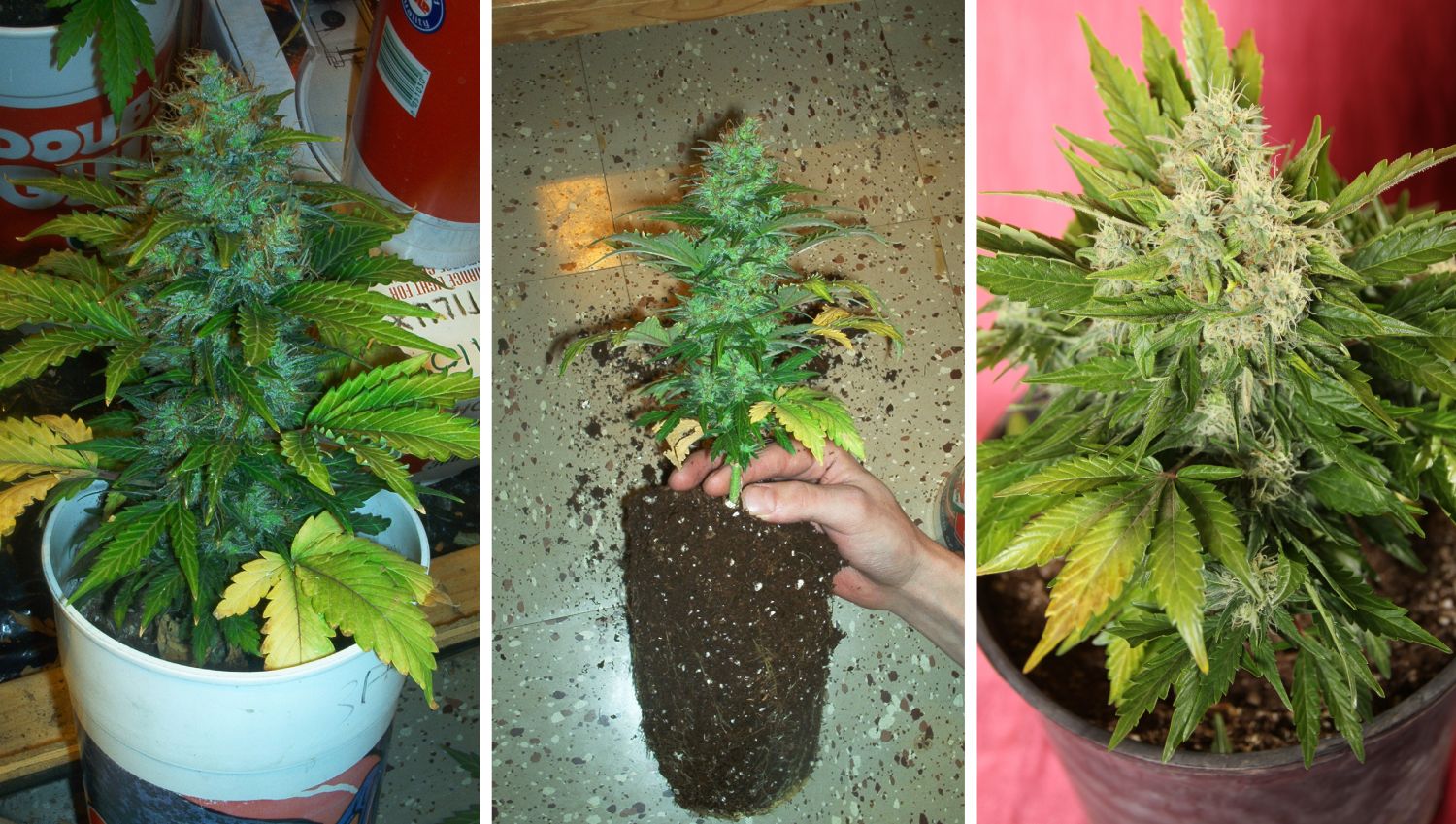 Alte Fotos von Lowryder Plants Pflanzen aus Sashas Archiv. Frühere Auto-Genetik.