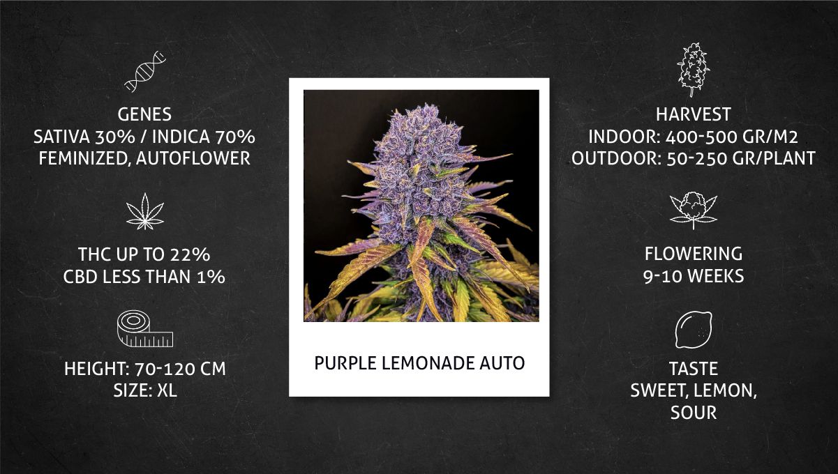 Purple Lemonade Auto 大麻品种周周种植指南 - 品种生长特性