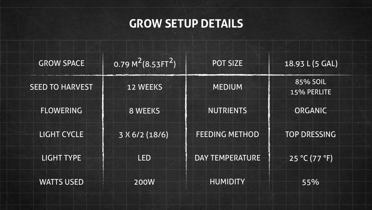 สเปกและการเซ็ตอัพปลูกสายพันธุ์กัญชา Blue Dream Auto