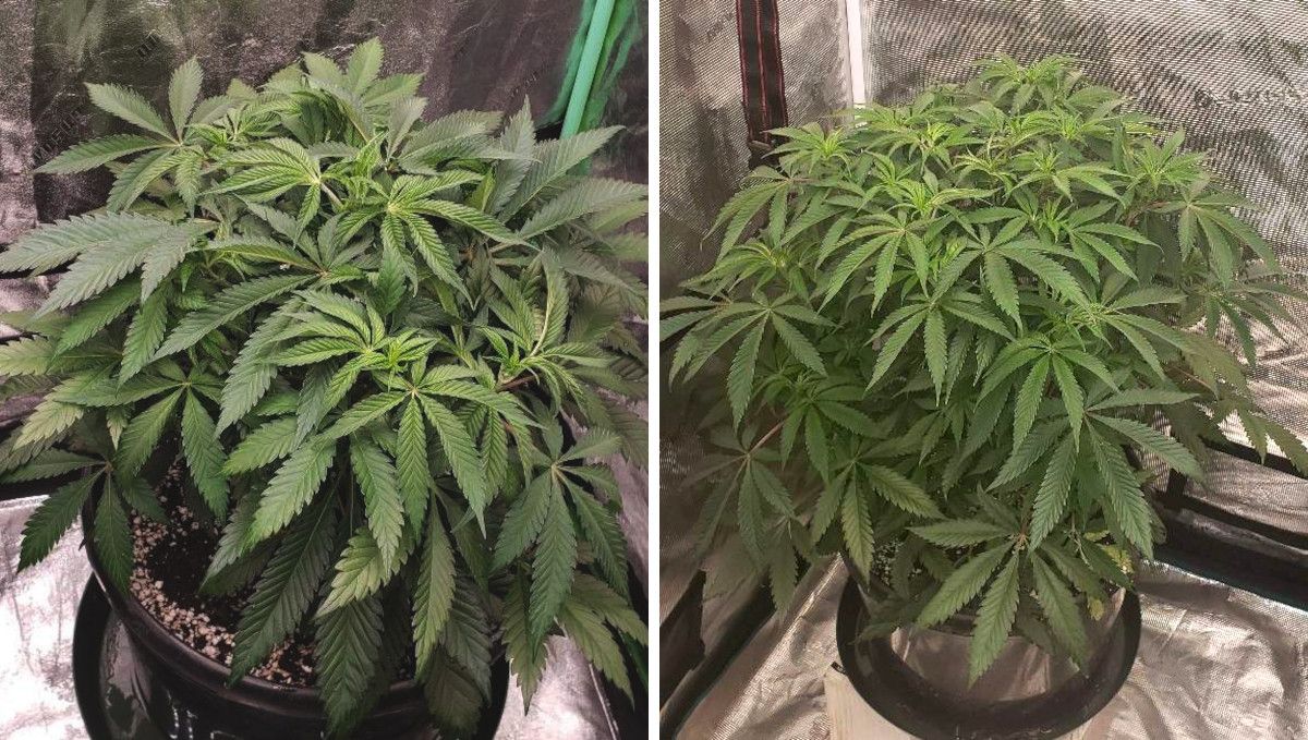 Tropicana Cookies FF cannabis strain: mid veg | weeks 3-6 | a compact and bushy plant's progress through the vegetative stage