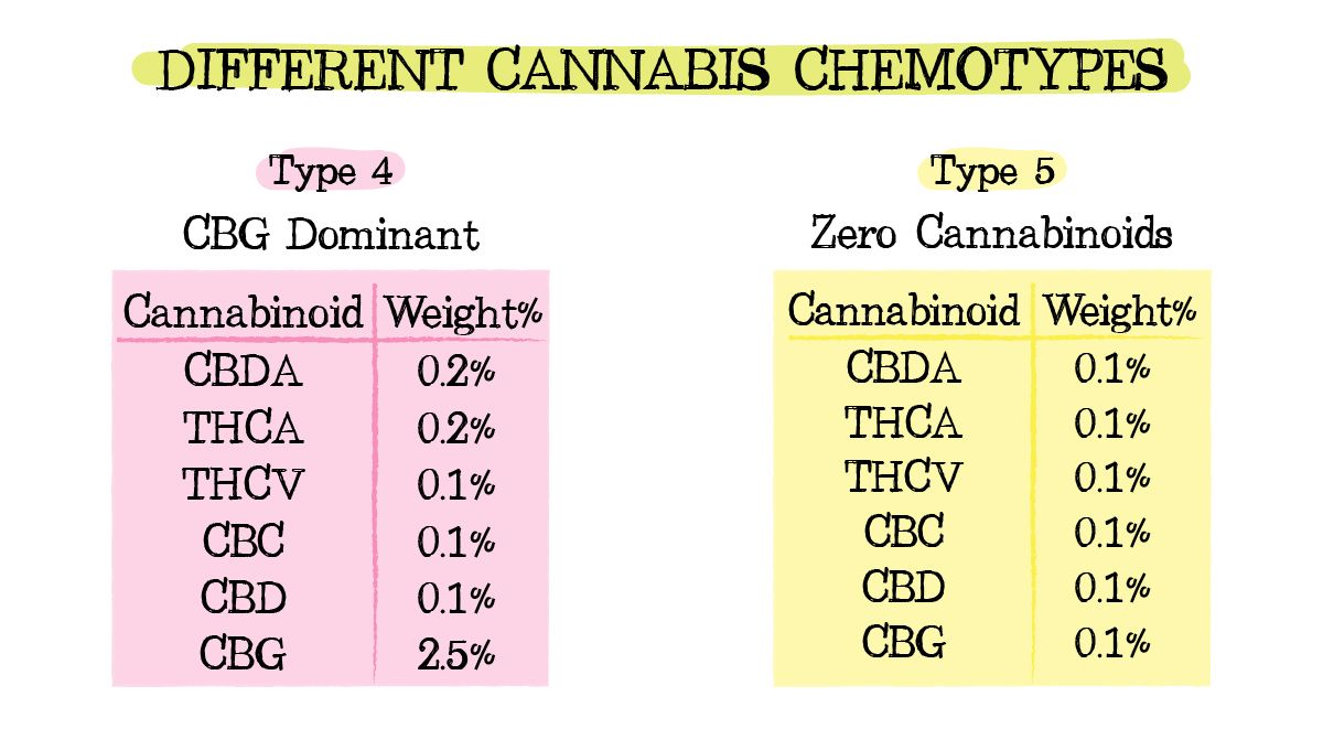 Plants chemtypes and chemovars: chemotypes 4 and 5