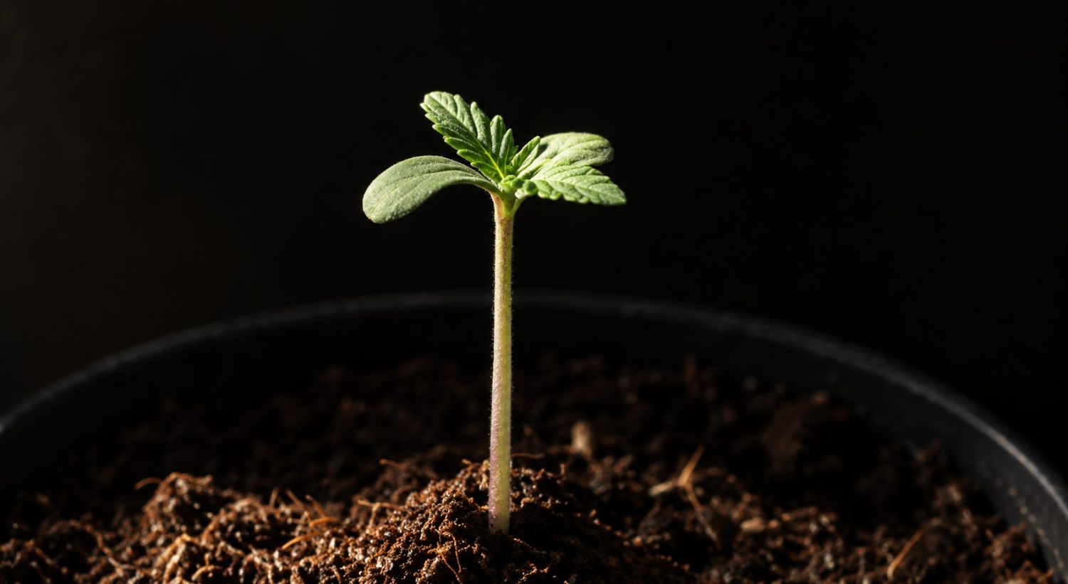 Stade plantule du cannabis avec cotylédons émergeant du sol.