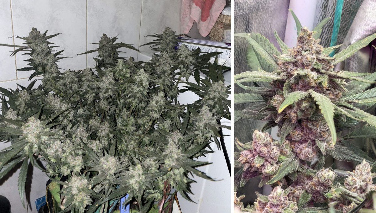 Gorilla Punch Auto 大麻品种：成熟与收获 | 第10周 | 紧凑多枝自动花及成熟花苞采收前照