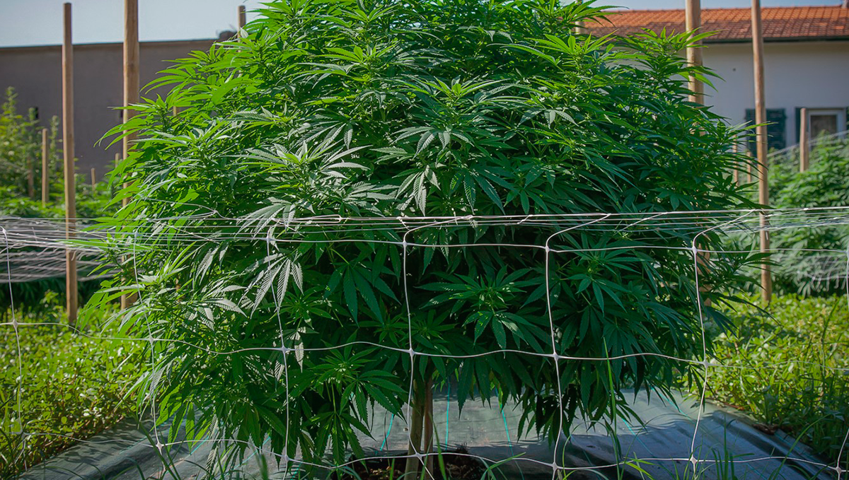 The top 5 best ways to increase your autoflower cannabis yield: get a bigger pot
