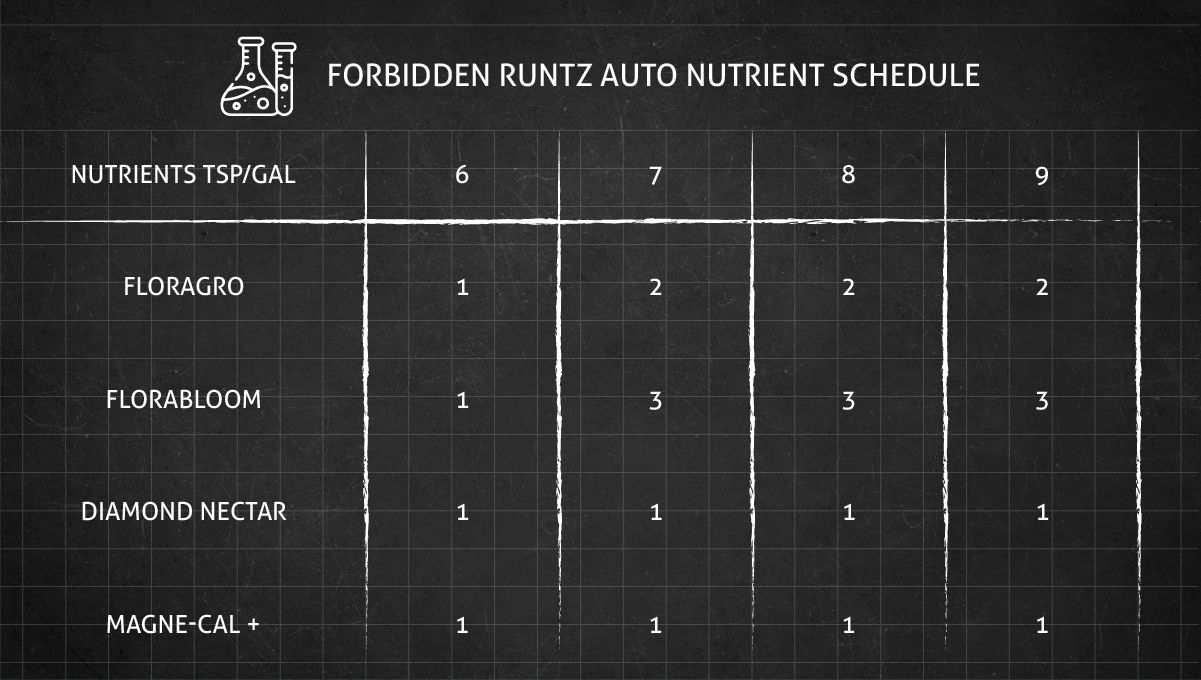 Forbidden Runtz Auto 대마 스트레인 주차별 가이드: GHE로 짜인 아주 심플한 개화용 급여표
