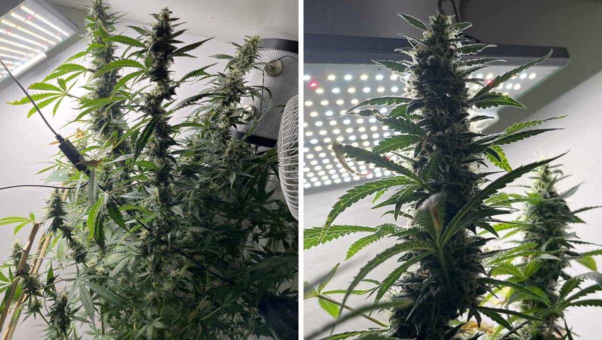 Six Shooter Auto cannabis strain: ripening and harvest | weeks 10+ | a tall indoor plant with long colas