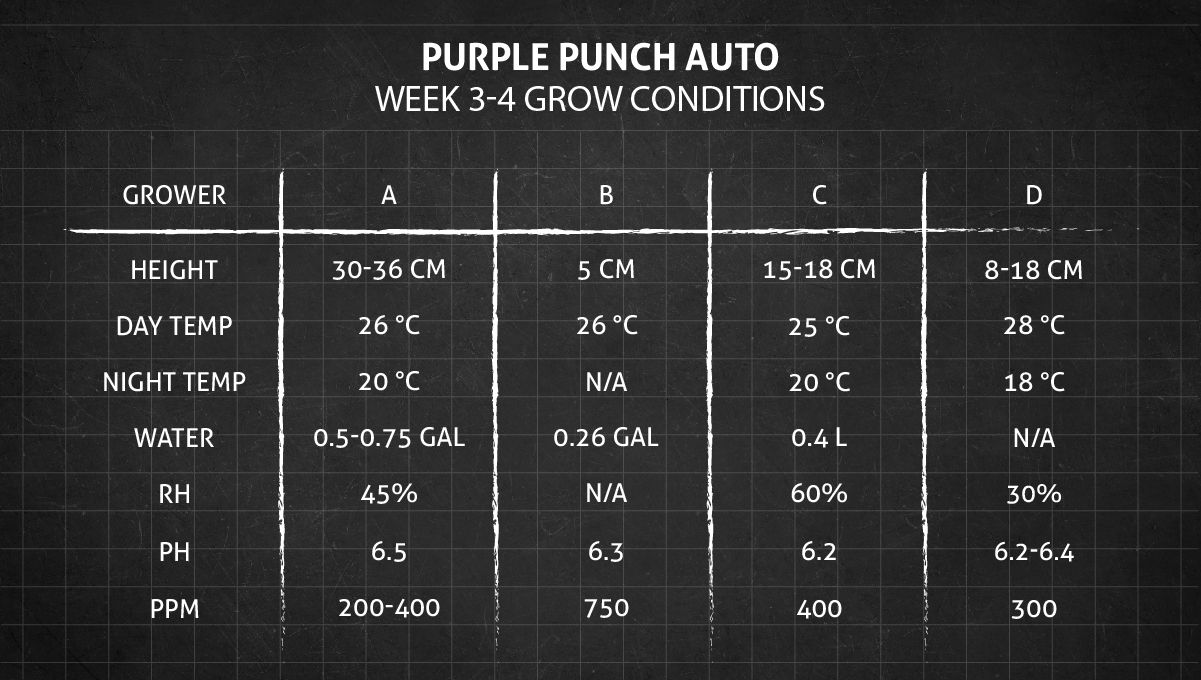 Purple Punch Auto大麻品种周周指南：第3-4周种植条件