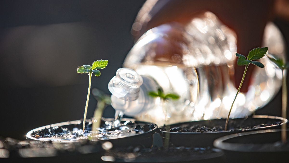 Der ultimative Leitfaden zur Bew&auml;sserung deiner Plantspflanzen: Wasserqualit&auml;t und Filtration