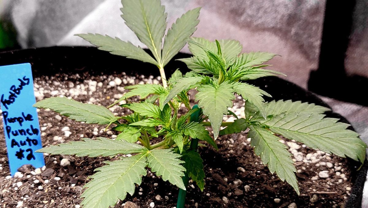 Purple Punch Auto大麻品种周周指南：低矮健壮的小植株被扎枝压低