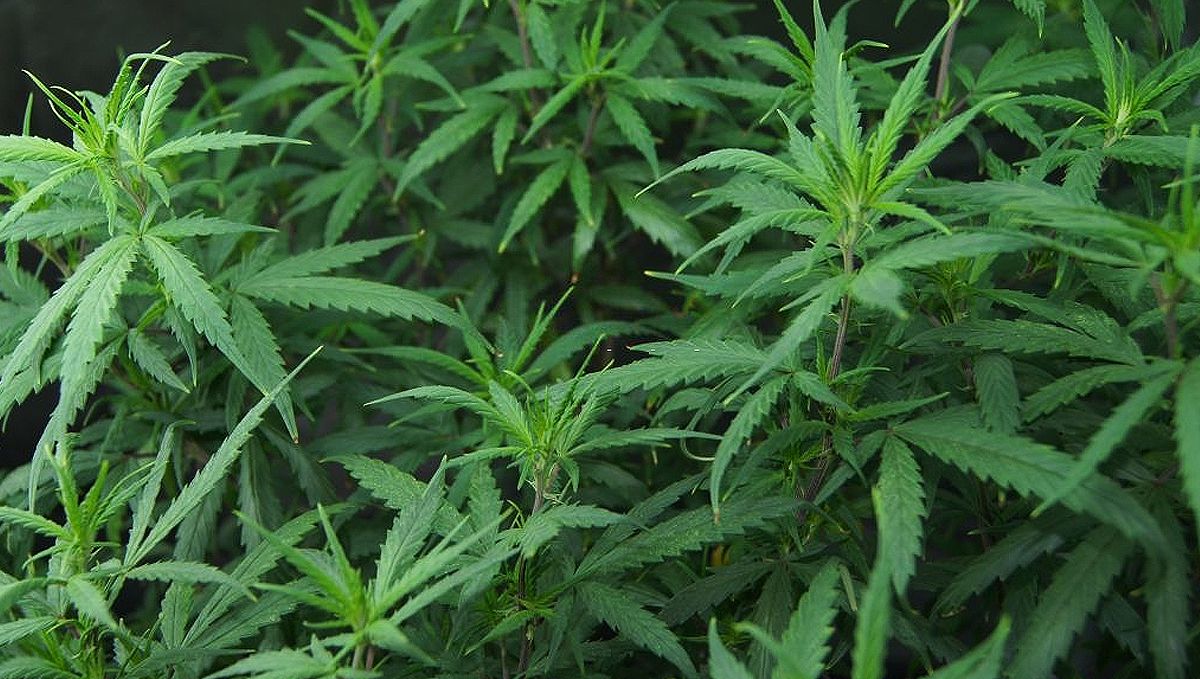 Cómo cultivar semillas de cannabis autoflorecientes al aire libre: Control de plagas y enfermedades