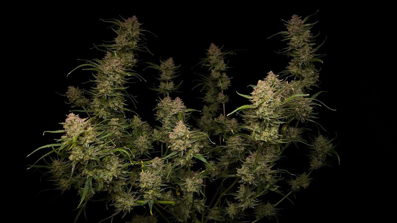 Top 10 strains to grow outdoors: Guava Auto