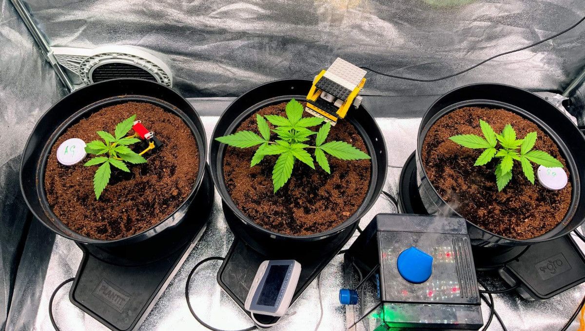Gorilla Auto Cannabis Strain Week-by-Week Guide: Three 2-week-old seedlings, very big and well-developed for their age standing in plastic containers in a grow tent