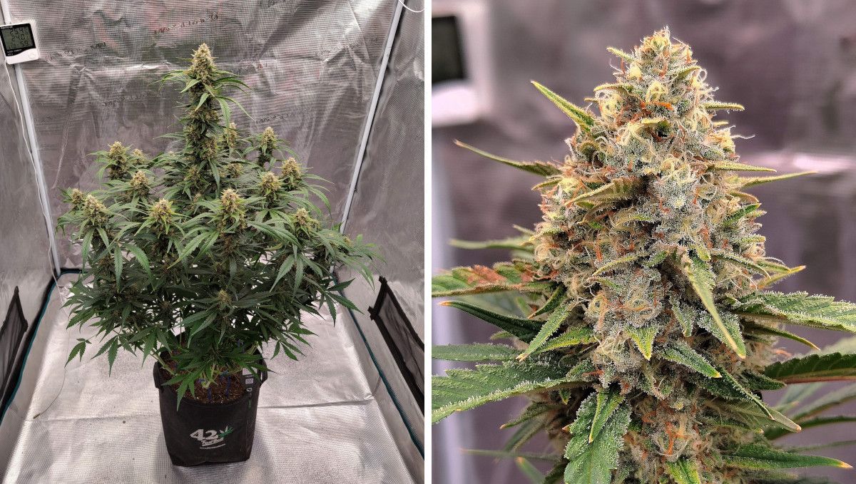 Gorilla Z Auto cannabis strain: mid flower (bulk phase) | weeks 8-9 | a maturing autoflower in a grow tent and its resinous main cola