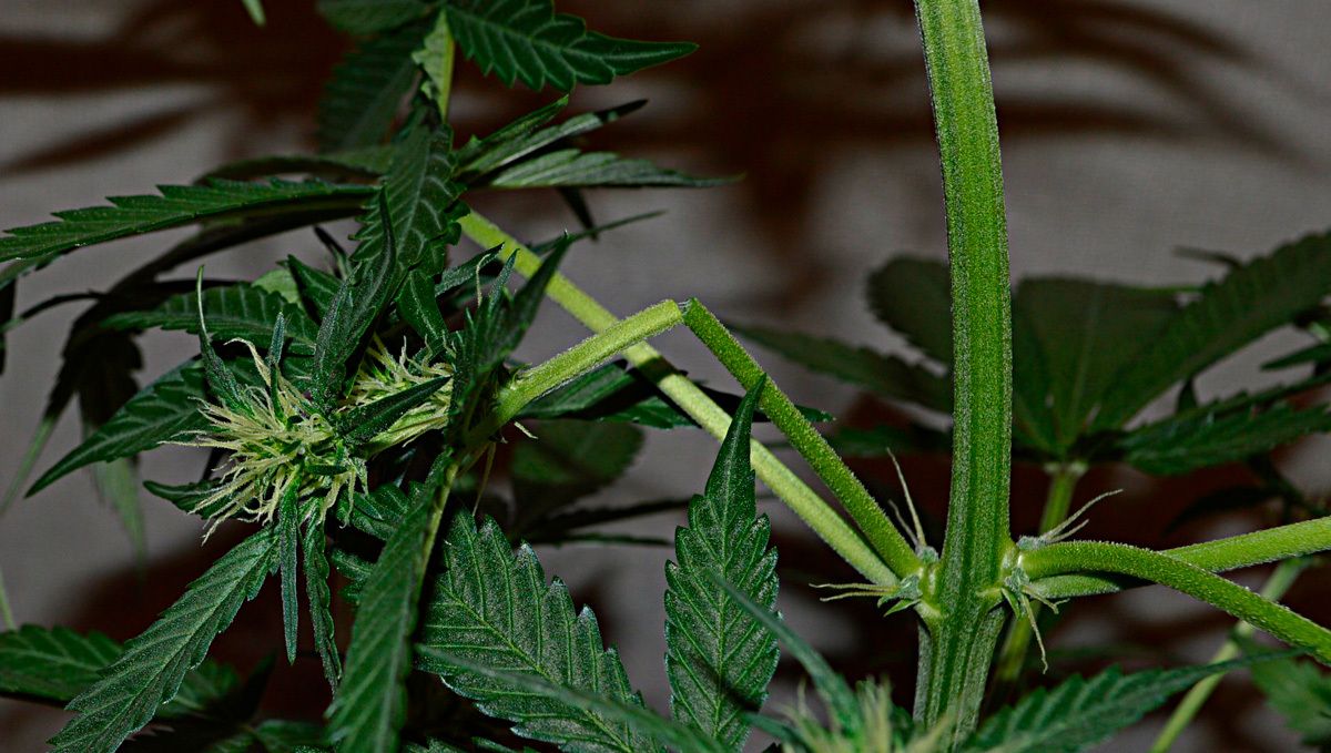 How to control stretching of plants plants: manage the heat