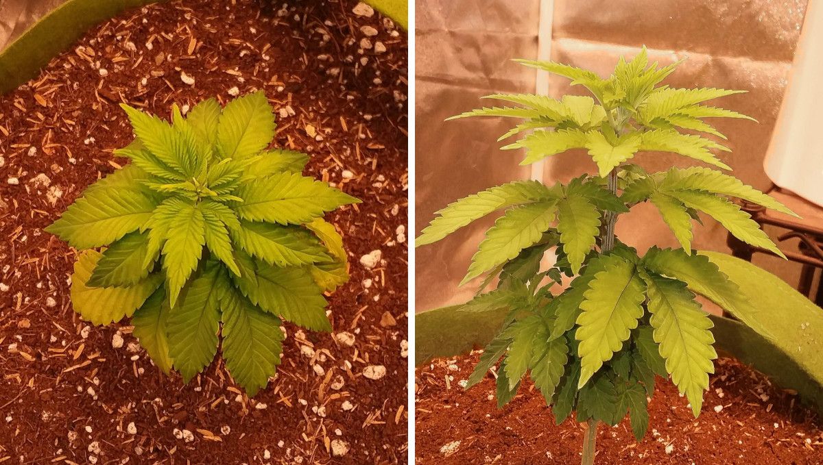 Pineapple Chunk 대마 품종 주차별 가이드: 과습과 노란 잎의 3-4주차 유묘 측면 및 상단