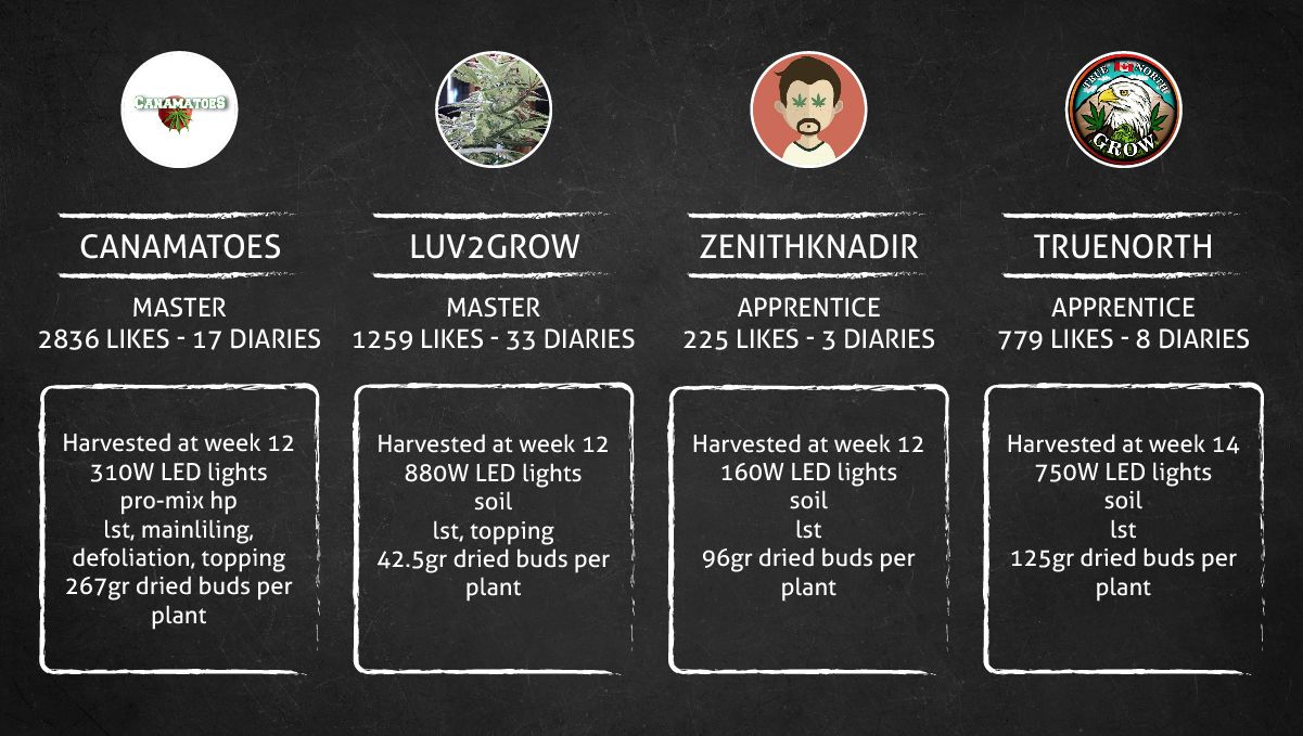 Gelato Auto Cannabis Strain Week-by-Week Guide: Setup specs and outcome