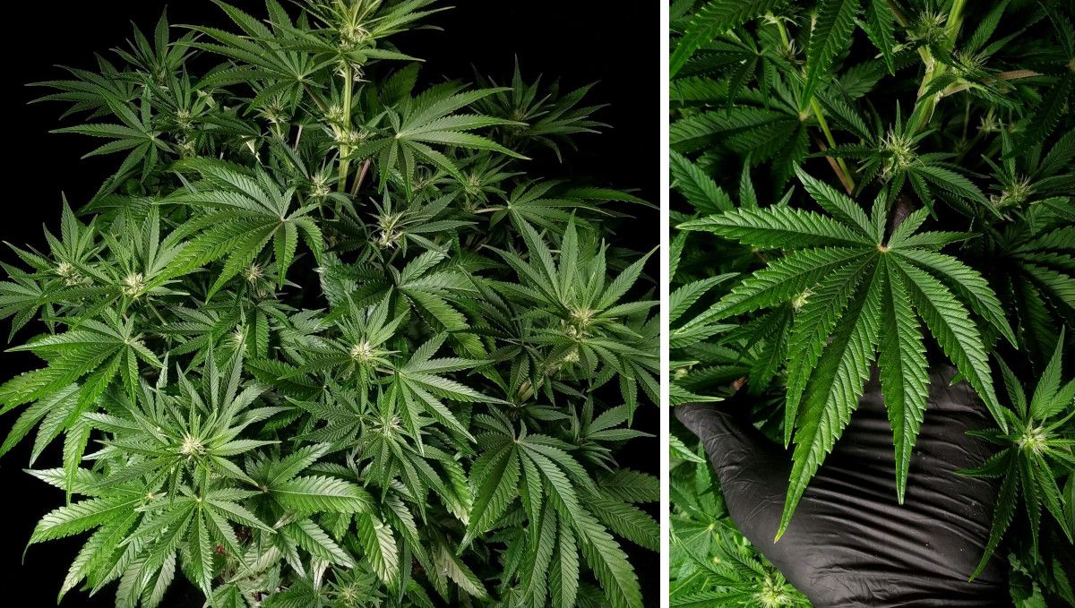 Cherry Cola Auto: ใบพัดขนาดใหญ่