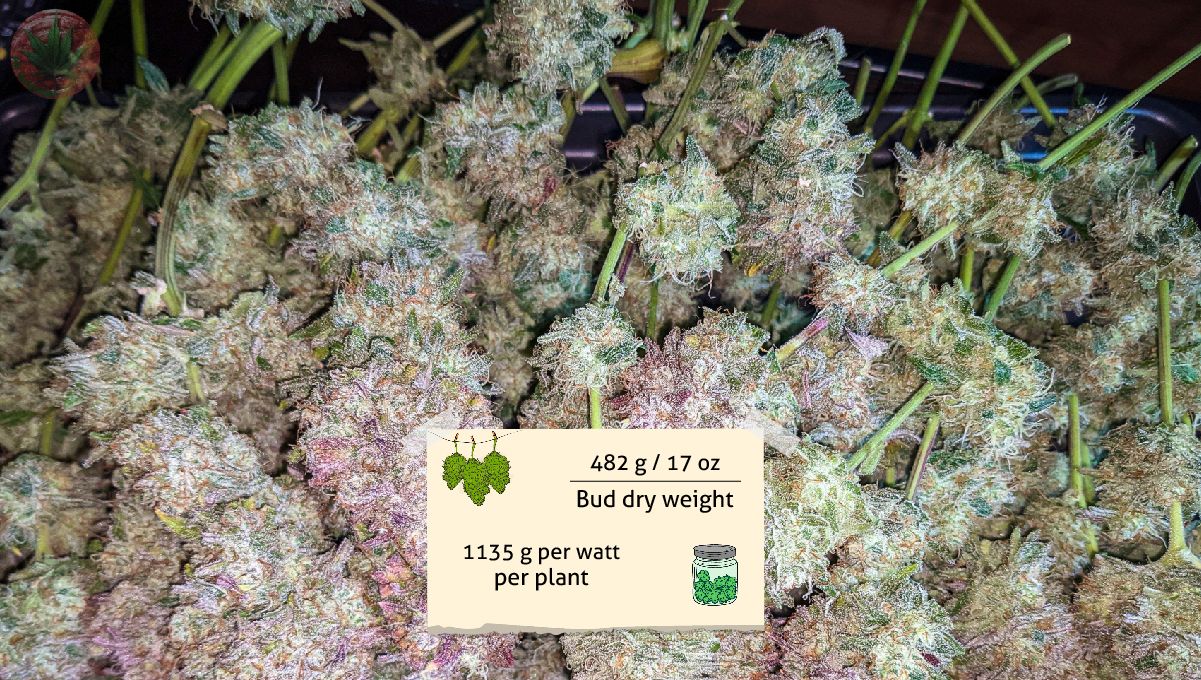 Gorilla Cookies Auto Plants Seed Week-by-Week Guide: Branches covered in sticky buds
