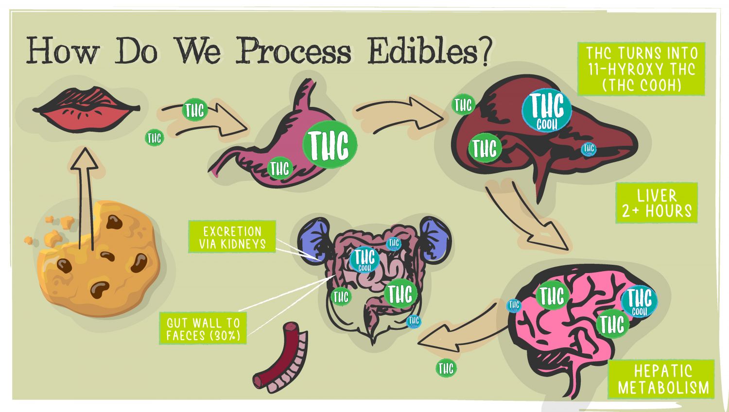 How Long Does A Plants High Last?: See the process of edibles absorption.