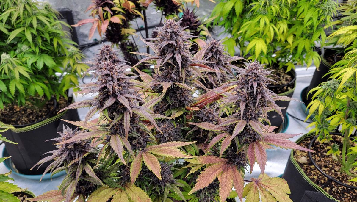 Blackberry Auto cannabis strain: mid flower (bulk phase) | weeks 8-9 | a deep-purple autoflower standing among other, greener plants in an indoor tent