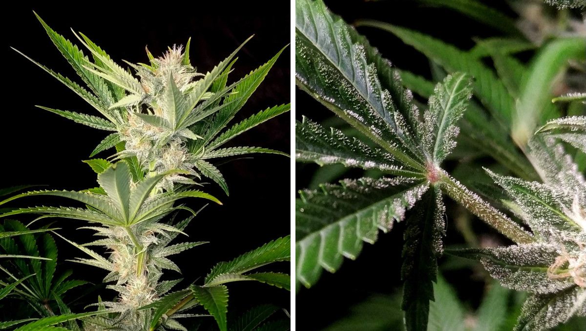 Cherry Cola Auto: ใบพัดมีเรซิ่นเยอะ