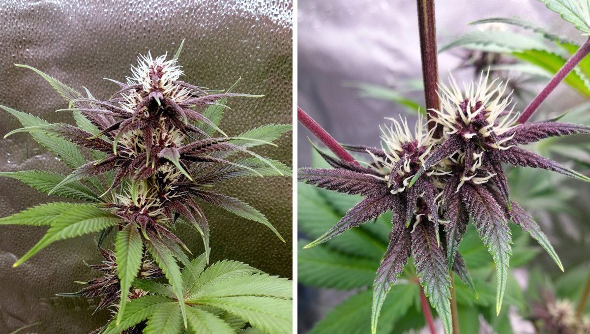 Purple Lemonade FF कैनाबिस स्ट्रेन: अर्ली फ्लावर | हफ्ता 8-9 | बैंगनी छाया वाली शुरुआती कलियाँ
