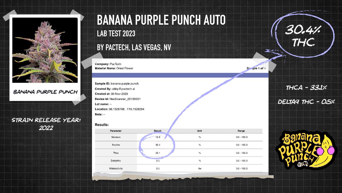 Banana Purple Punch Auto Sets a New strength Record at the MJ BizCon 2023!