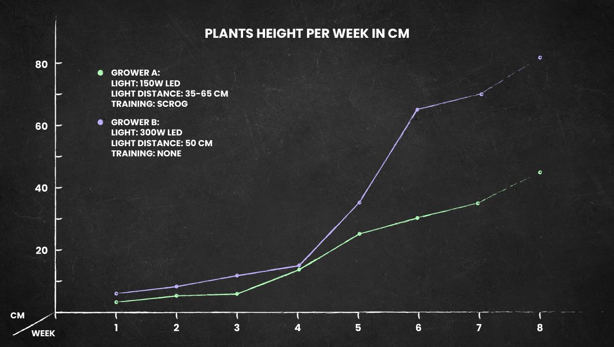 Critical Kush Auto cannabis strain: height chart for the whole life cycle