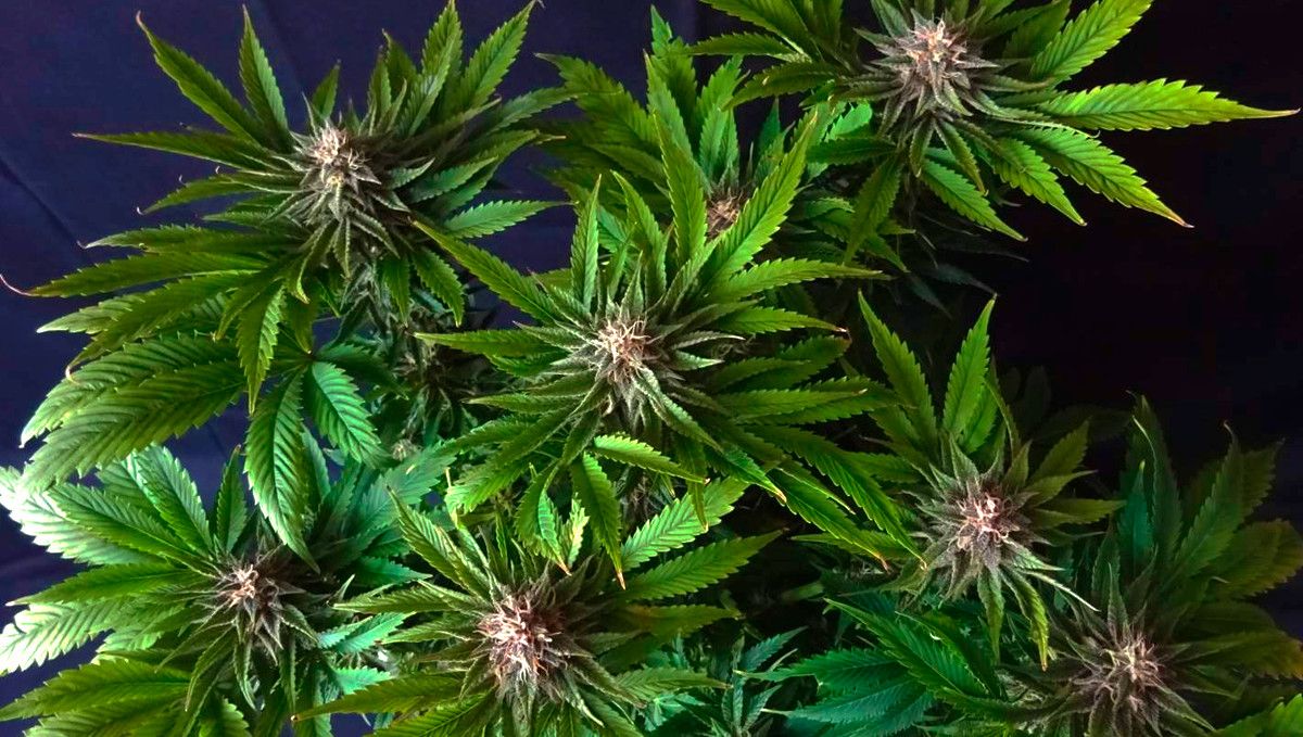 15 Best Strains for Male Arousal in 2022: Jillybean