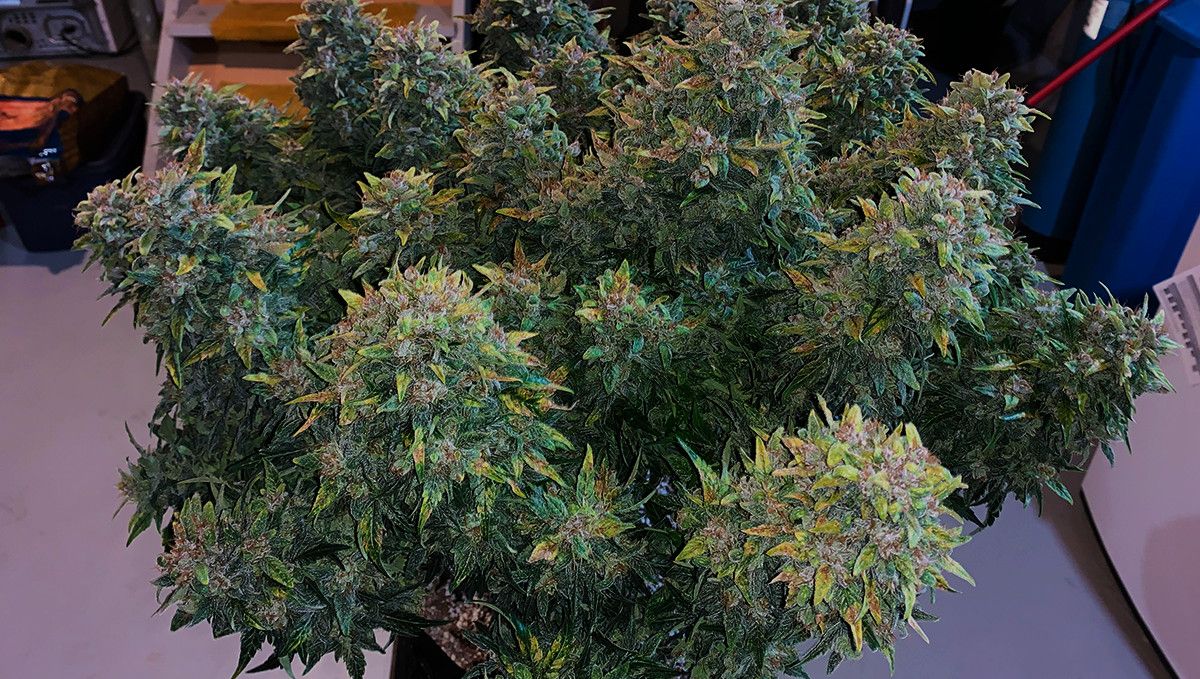 15 Best Strains for Male Arousal in 2022: Blue Dream